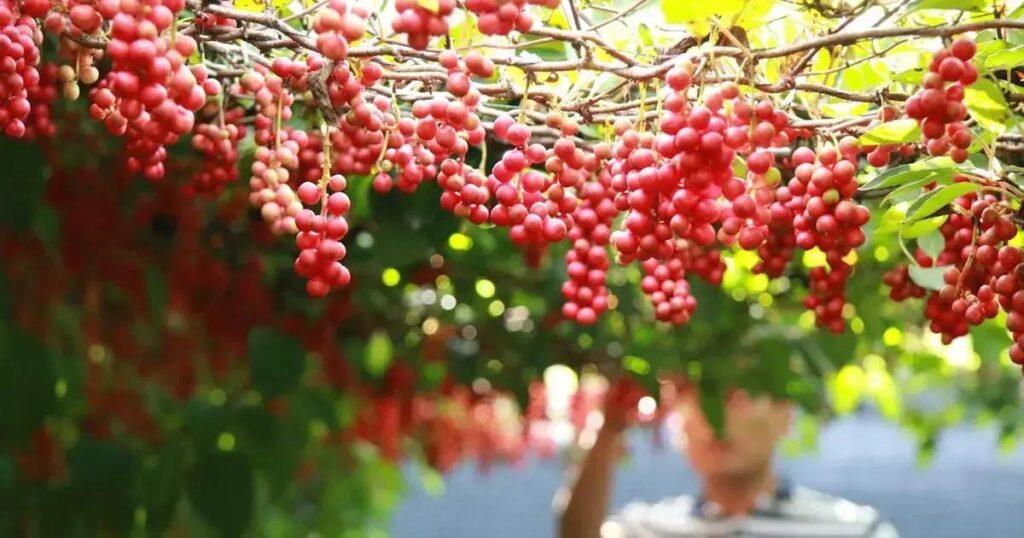 IoT na Agricultura: Tecnologia no Campo para Aumentar a Produtividade